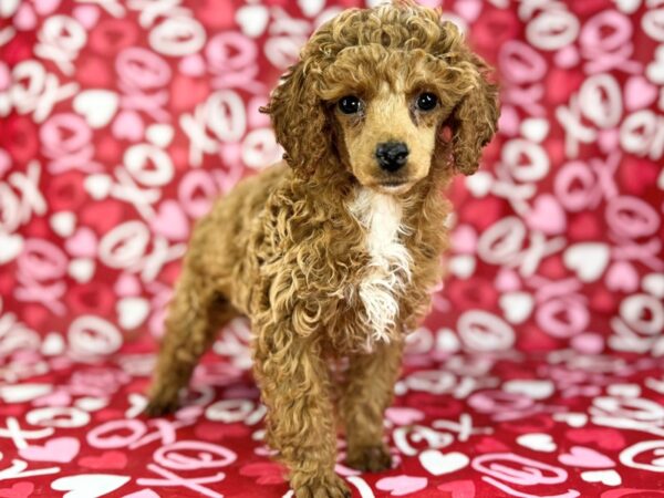[#22977] Red Female Poodle Mini Puppies for Sale