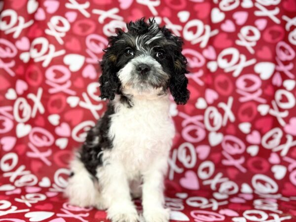 [#22992] Black and White Male Cavapoo Puppies for Sale
