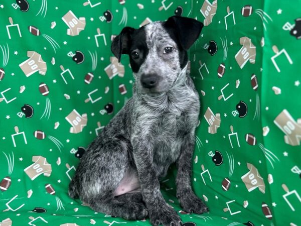 [#23377] Blue Speckled Female Australian Cattle Dog Puppies for Sale