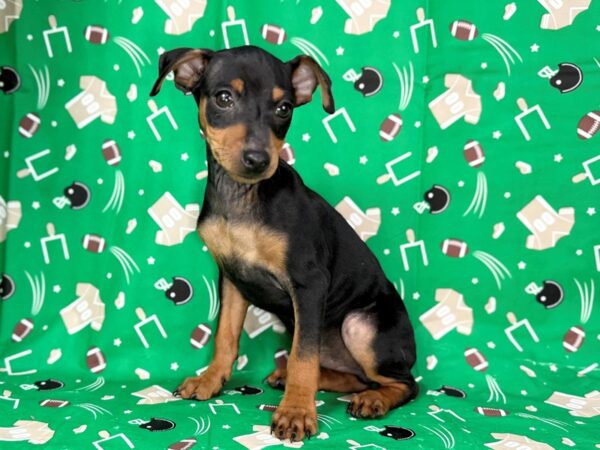[#23423] Black and Rust Male Miniature Pinscher Puppies for Sale