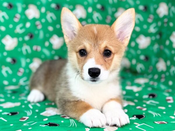 [#23411] Sable Female Pembroke Welsh Corgi Puppies for Sale