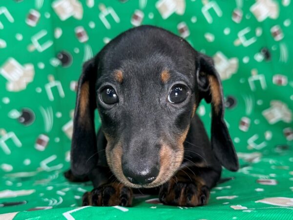 [#23415] Black and Tan Female Dachshund Puppies for Sale