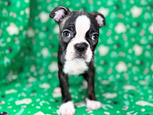 [#23408] Black Brindle and White Female Boston Terrier Puppies for Sale