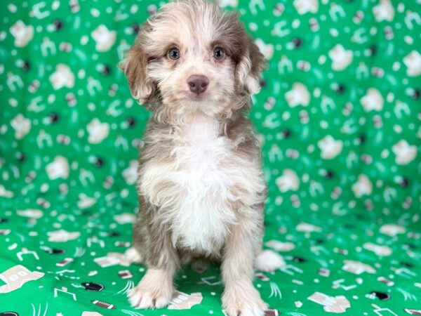 [#23435] Red Merle Female F1B Mini Aussiedoodle Puppies for Sale