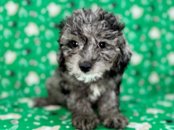 [#23425] Blue Merle Female Bichon Poo Puppies for Sale