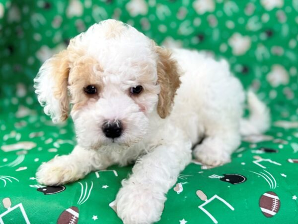 [#23454] White & Red Female Goldendoodle Mini 2nd Gen Puppies for Sale