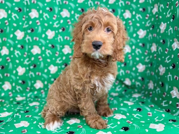 [#23450] Red Male Cockapoo Puppies for Sale