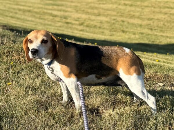 [#23457] Tri Colored Female Adopt a Pet -- Beagle Puppies for Sale