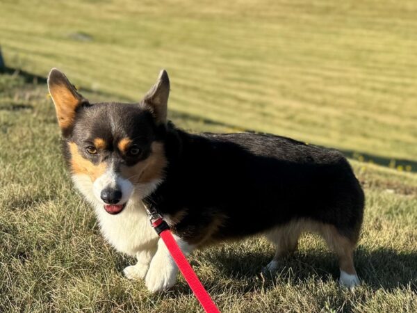 [#23458] Chocolate Tri Female Adopt a Pet -- Corgi Puppies for Sale
