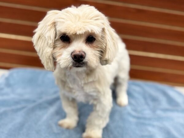[#23211] Cream Male Lhasa Apso Puppies for Sale
