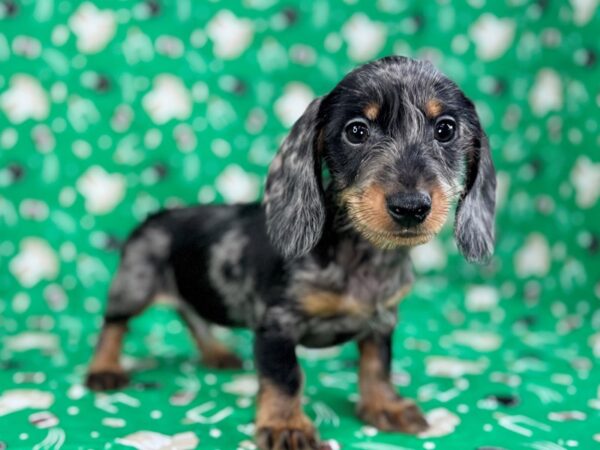 [#23469] Black and Silver Dapple Male Dachshund Puppies for Sale