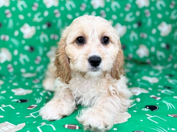 [#23464] White and Apricot Female Cavachon Puppies for Sale