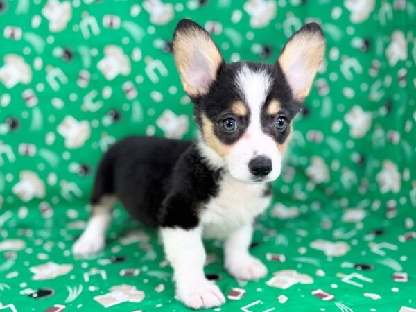 [#23462] Black and Tan Female Pembroke Welsh Corgi Puppies for Sale