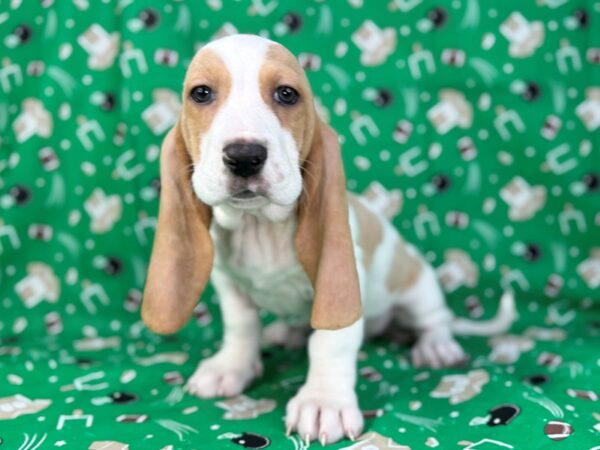 [#23461] Lemon and White Female Basset Hound Puppies for Sale