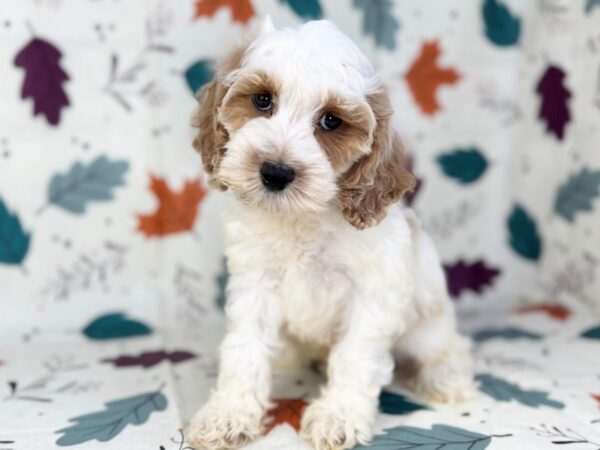 [#23473] Buff & White Male Cockapoo Puppies for Sale