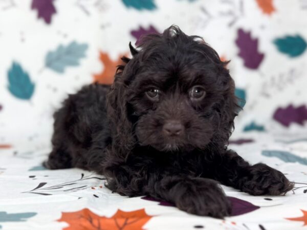 [#23474] Chocolate Female Cockapoo Puppies for Sale