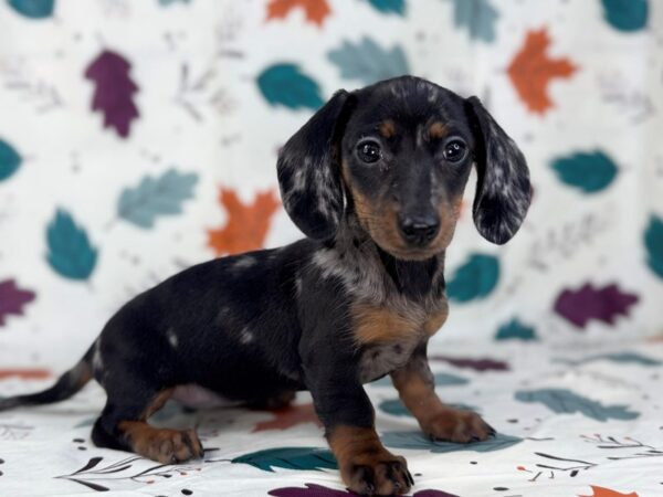 [#23481] Silver Dapple Female Dachshund Puppies for Sale