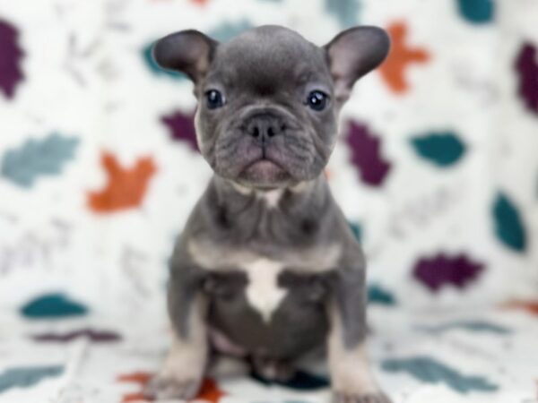[#23479] Blue and Tan Female French Bulldog Puppies for Sale