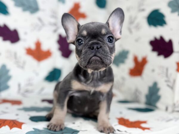 [#23480] Blue and Tan Female French Bulldog Puppies for Sale