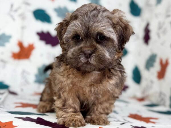 [#23484] Sable Male Shih Tzu Puppies for Sale