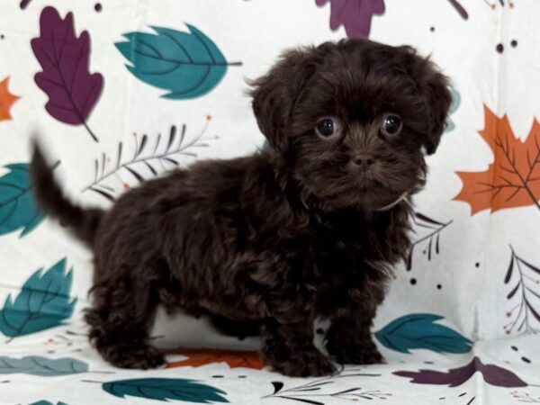 [#23483] Chocolate Male Shih Tzu Puppies for Sale