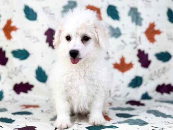 [#23485] White, Apricot Markings Male Bichon Poo Puppies for Sale