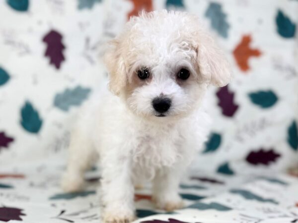 [#23486] White, Apricot Markings Female Bichon Poo Puppies for Sale