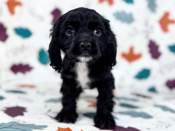 [#23487] Black Female Cocker Spaniel Puppies for Sale