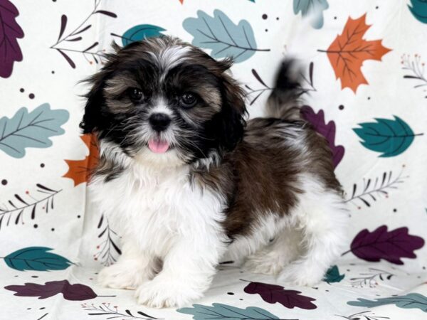 [#23499] Red and White Male Shih Tzu Puppies for Sale