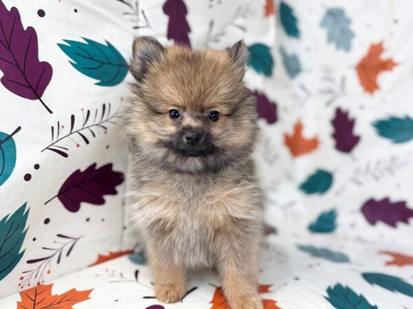 [#23493] Orange Sable Male Pomeranian Puppies for Sale