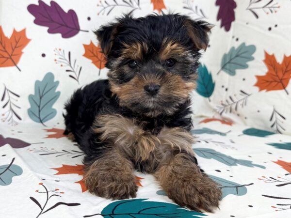 [#23495] Black and Tan Female Yorkshire Terrier Puppies for Sale