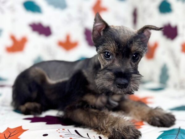 [#23488] Wheaten Male Miniature Schnauzer Puppies for Sale