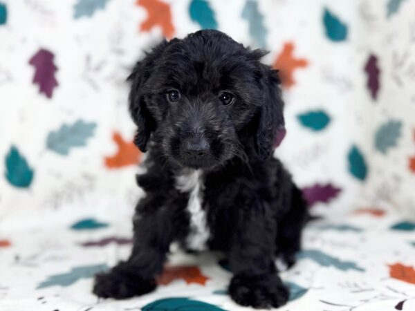 [#23497] Black Male Doxie-Poo Puppies for Sale