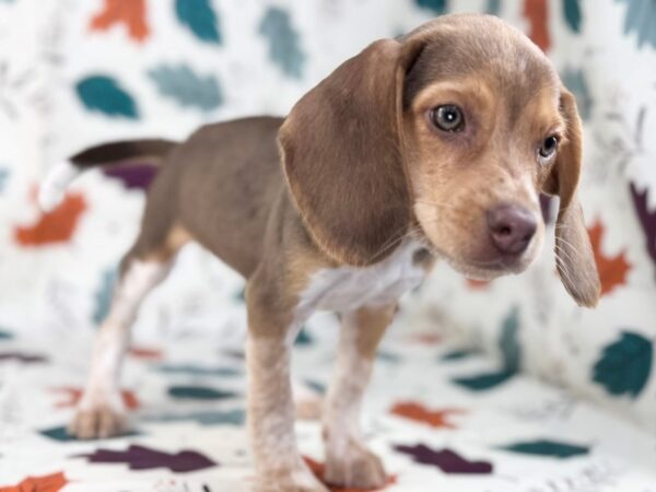 [#23500] Brown White and Tan Female Beagle Puppies for Sale