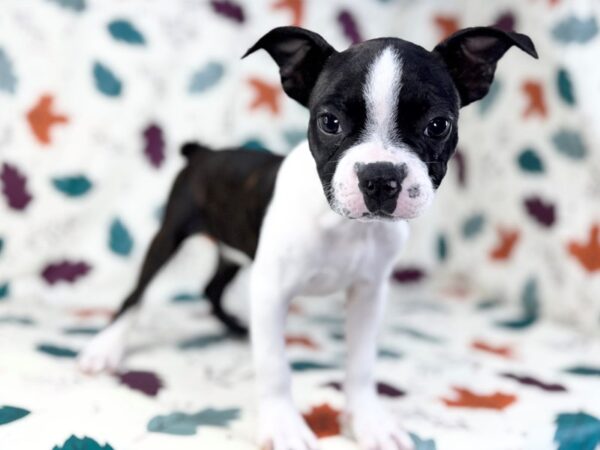 [#23492] Black Brindle and White Male Boston Terrier Puppies for Sale