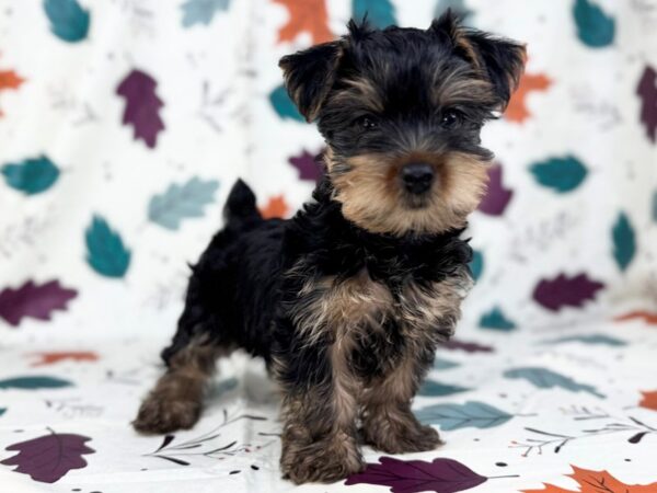 [#23496] Black and Tan Male Yorkshire Terrier Puppies for Sale