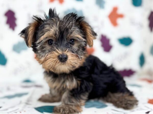 [#23491] Black and Gold Male Yorkshire Terrier Puppies for Sale