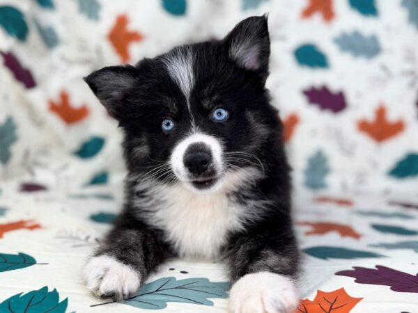 [#23502] Black and White Male Pomsky Puppies for Sale