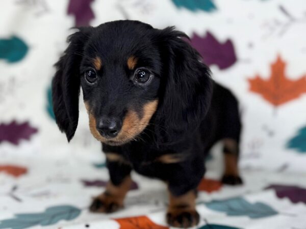 [#23509] Black and Tan Male Dachshund Puppies for Sale