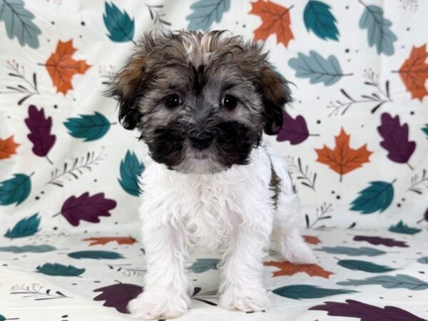 [#23510] Gold and White Female Havamalt Puppies for Sale