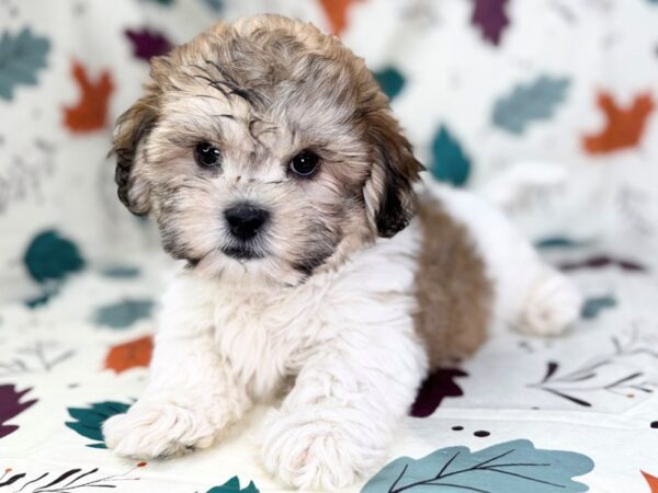 [#23504] Gold and White Female Teddy Bear Puppies for Sale