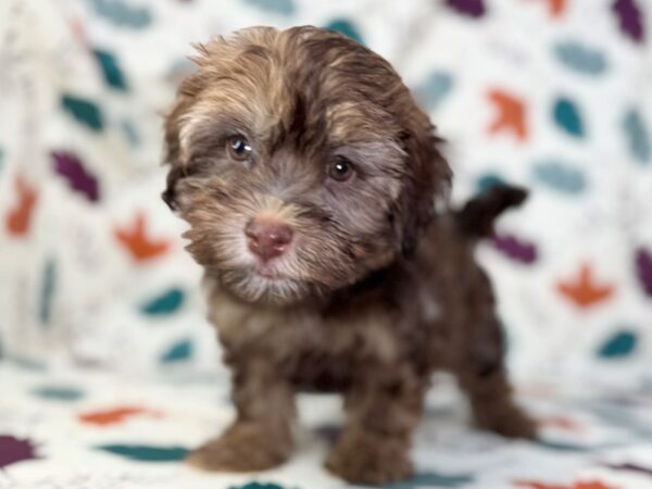 [#23506] Chocolate Female Havanese Puppies for Sale