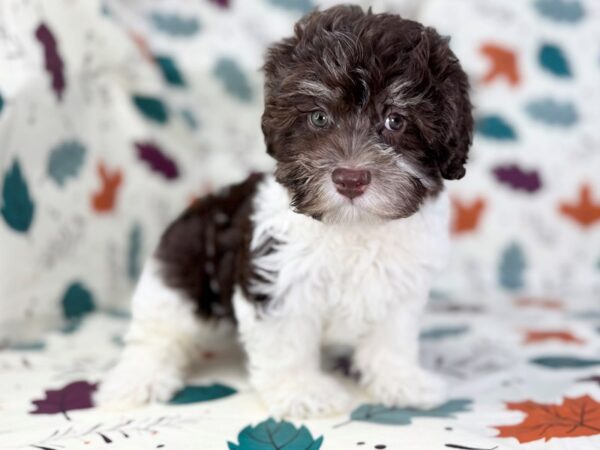 [#23505] Chocolate Female Havanese Puppies for Sale