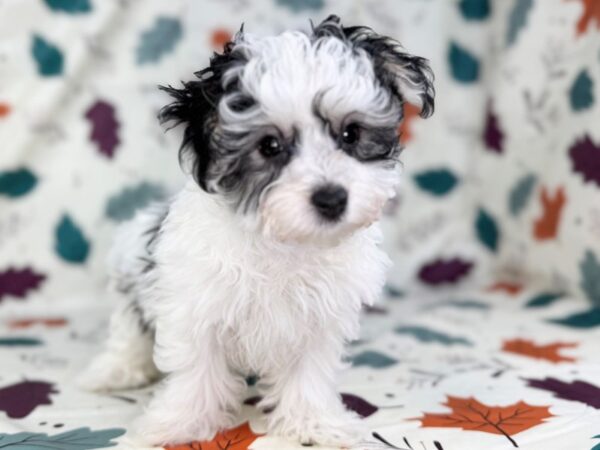 [#23503] Black and Tan Male Morkie Puppies for Sale