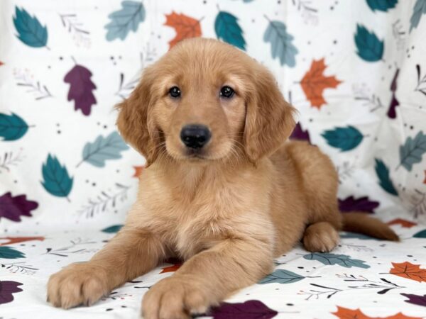 [#23522] Golden Male Golden Retriever Puppies for Sale
