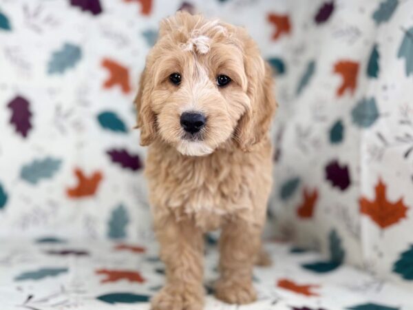 [#23514] Golden Female Goldendoodle Mini Puppies for Sale