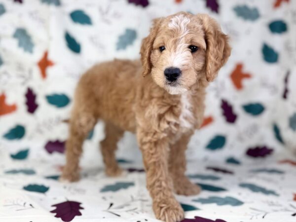 [#23515] Golden Female Goldendoodle Mini Puppies for Sale