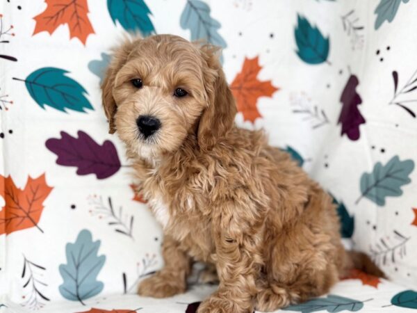 [#23512] Golden Male Goldendoodle Mini Puppies for Sale