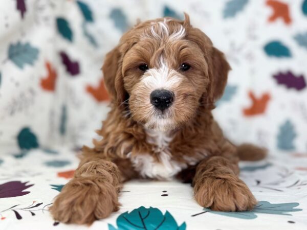 [#23513] Red, White Markings Male Goldendoodle Mini Puppies for Sale