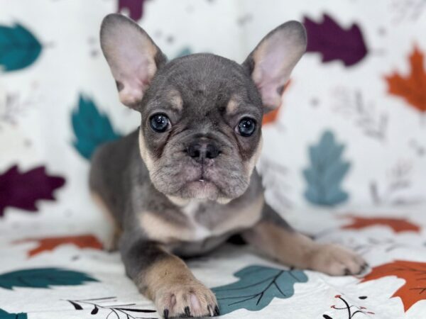 [#23518] Blue & Tan Female French Bulldog Puppies for Sale